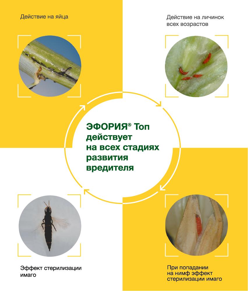 ЭФОРИЯ® Топ действует на всех стадия развития вредителя ЭФОРИЯ® Топ действует на всех стадия развития вредителя