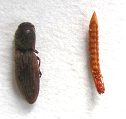 Щелкун посевной (Agriotes sputator L.) Щелкун посевной (Agriotes sputator L.)