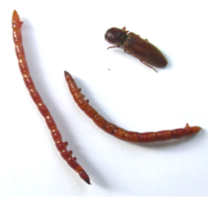Щелкун степной (Agriotes gurgistanus Fald.) Щелкун степной (Agriotes gurgistanus Fald.)