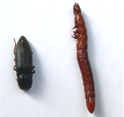Щелкун кубанский (Agriotes letigiosus Ross.) Щелкун кубанский (Agriotes letigiosus Ross.)