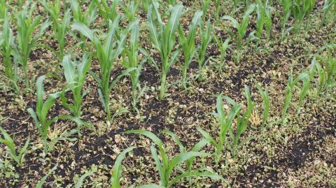 Липецкая обл., 2015 г, ЭЛЮМИС (1,5 л/га) применение в фазу 5–6 листьев культуры применение ЭЛЮМИС для кукурузы