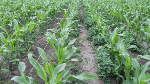 Ставропольский край, 2015 год, на орошении, слева — ЭЛЮМИС (1,5 л/га) в фазу 5–6 листьев кукурузы, справа — огрех (не обработано гербицидом ЭЛЮМИС) результат применения ЭЛЮМИС для кукурузы