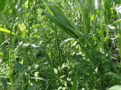 Контроль (без обработки) развитие сорняков без применения ЭЛЮМИС