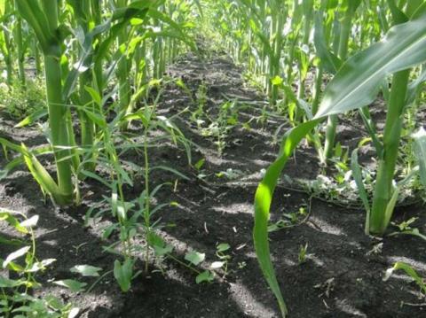 ЭЛЮМИС (1,5 л/га) эффект применения ЭЛЮМИС