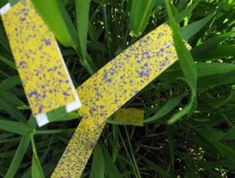 Тесты с водочувствительной бумагой показывают, что при использовании распылителей «3D» равномерность покрытия листьев разных ярусов растений находится на одном уровне. Тесты с водочувствительной бумагой показывают, что при использовании распылителей «3D» равномерность покрытия листьев разных ярусов растений находится на одном уровне.