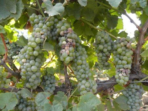 Хозяйственный вариант Хозяйственный вариант