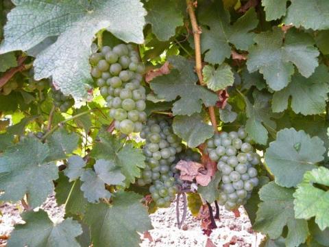 СВИТЧ, 1,0+1,0 кг/га СВИТЧ, 1,0+1,0 кг/га