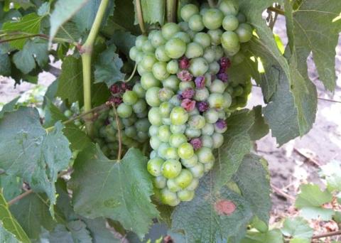 Хозяйственный вариант Хозяйственный вариант