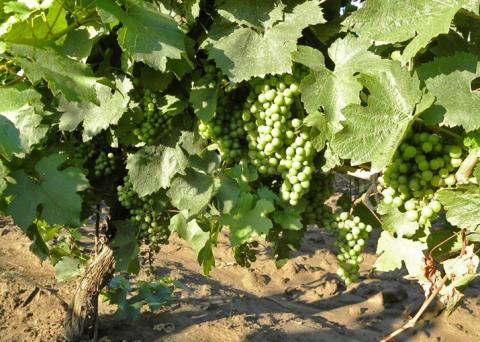 СКОР, 0,3+0,3 л/га СКОР, 0,3+0,3 л/га