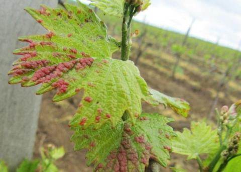 Поражение войлочным клещом (бурые наросты) Поражение войлочным клещом (бурые наросты)