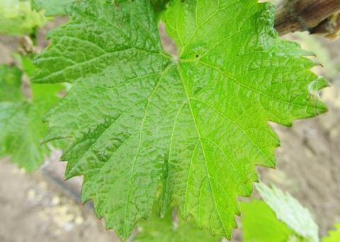 Поражение трипсом (вдоль жилок листа желтоватые следы уколов) ВЕРТИМЕК, 1,0 л/га