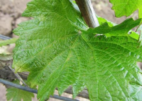 ВЕРТИМЕК, 1,0 л/га Поражение трипсом (вдоль жилок листа желтоватые следы уколов)