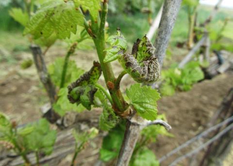 Пораженные альтернариозом листья Пораженные альтернариозом листья