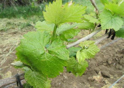 ДИТАН М-45, 2,5 кг/га ДИТАН М-45, 2,5 кг/га