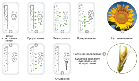 Механизм прикрепления семени заразихи к подсолнечнику (успешное) и кукурузе (безуспешное) схема распространения заразихи