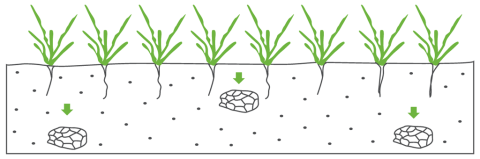 Семена заразихи присутствуют не только в верхнем горизонте почвы (до 20 см), но и на более глубоких уровнях (50 см) схема присутствия заразихе в почве