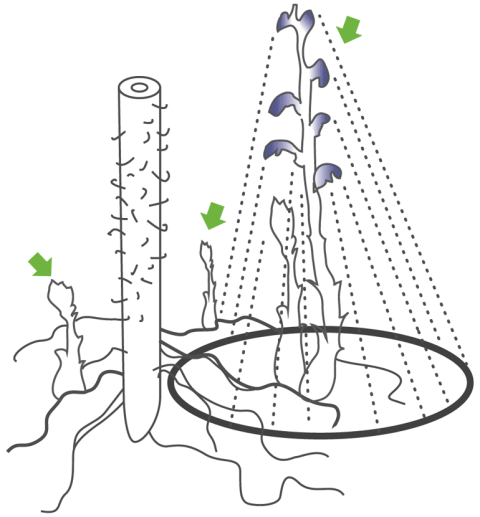 Пример ареала распространения семян заразихи схема ареала распространения заразихи