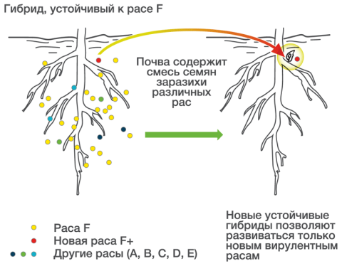 Принцип генетического контроля заразихи и преодоления генетической устойчивости новыми расами Принцип генетического контроля заразихи и преодоления генетической устойчивости новыми расами