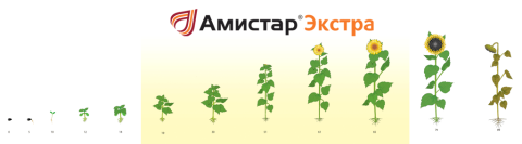 Рекомендованная фаза применения фунгицида АМИСТАР ЭКСТРА применение АМИСТАР ЭКСТРА по фазам роста подсолнечника