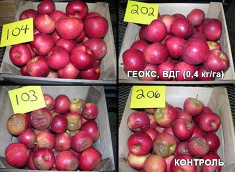 На рисунке изображен опыт с препаратом ГЕОКС, ВДГ. Образцы 103 и 206 — контроль. Образцы 104 и 202 обработаны препаратом ГЕОКС, ВДГ в норме 0,4 кг/га На рисунке изображен опыт с препаратом ГЕОКС, ВДГ. Образцы 103 и 206 — контроль. Образцы 104 и 202 обработаны препаратом ГЕОКС, ВДГ в норме 0,4 кг/га