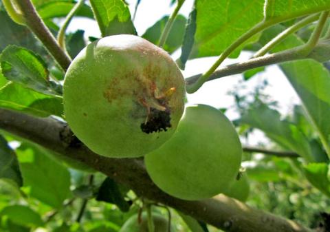 Контроль. Продукты жизнедеятельности яблонной плодожорки. Плоды осыпятся Контроль. Продукты жизнедеятельности яблонной плодожорки. Плоды осыпятся
