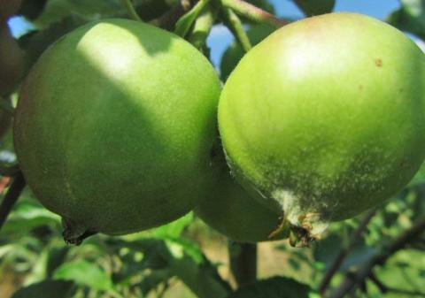 ПРОКЛЭЙМ, 0,4 кг/га. Отсутствие повреждений. После обработки по массовой яйцекладке гусеница погибает, не успев внедриться в плод ПРОКЛЭЙМ, 0,4 кг/га. Отсутствие повреждений. После обработки по массовой яйцекладке гусеница погибает, не успев внедриться в плод