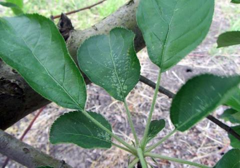 Контроль. На листьях следы питания вредителя Контроль. На листьях следы питания вредителя