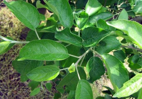 ДУРСБАН, 2,0 л/га в розовый бутон осуществляет эффективный контроль грушевого клопика ДУРСБАН, 2,0 л/га в розовый бутон осуществляет эффективный контроль грушевого клопика