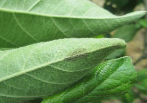 Контроль. Проявление парши на листьях Контроль. Проявление парши на листьях