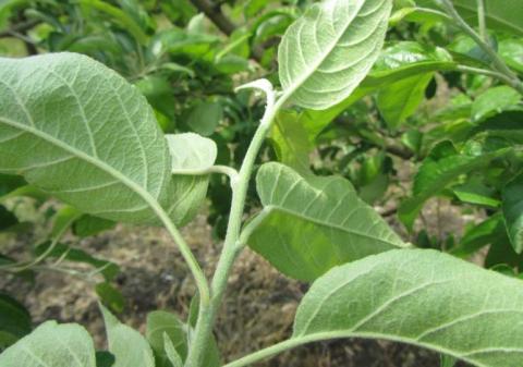 СКОР 0,35 л/га в фазу цветения успешно контролирует развитие парши СКОР 0,35 л/га в фазу цветения успешно контролирует развитие парши