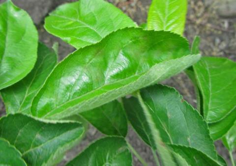 Контроль. Проявление парши на листьях Контроль. Проявление парши на листьях