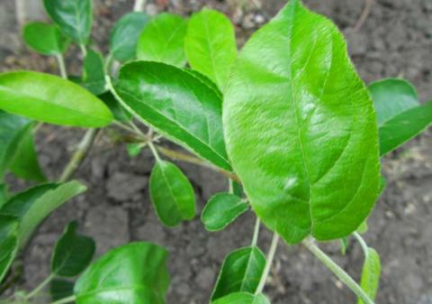 СКОР 0,35 л/га в фазу цветения успешно контролирует развитие парши СКОР 0,35 л/га в фазу цветения успешно контролирует развитие парши