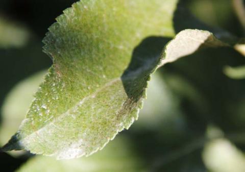 Контроль. Видны красные личинки клеща Контроль. Видны красные личинки клеща