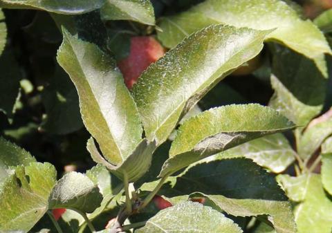 ВЕРТИМЕК, 1,0 л/га эффективно контролирует красного плодового клеща. Красный клещ отсутствует ВЕРТИМЕК, 1,0 л/га эффективно контролирует красного плодового клеща. Красный клещ отсутствует