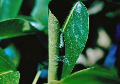 Плодовая листовертка Плодовая листовертка