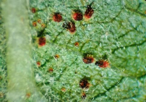 Красный плодовый клещ Красный плодовый клещ