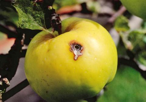 Яблонная плодожорка Яблонная плодожорка