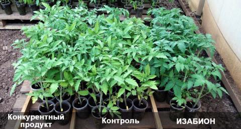 Волгоградская область, ИЗАБИОН 30 мл/10 л воды. Обработка рассады томатов в защищенном грунте Волгоградская область, ИЗАБИОН 30 мл/10 л воды. Обработка рассады томатов в защищенном грунте