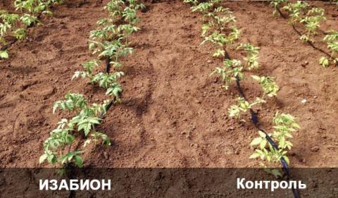 На контроле мы видим желто-зеленые растения, листовые пластины меньше, чем в варианте обработки препаратом ИЗАБИОН — здесь рассада с более развитой надземной массой, насыщенного зеленого цвета. На контроле мы видим желто-зеленые растения, листовые пластины меньше, чем в варианте обработки препаратом ИЗАБИОН — здесь рассада с более развитой надземной массой, насыщенного зеленого цвета.