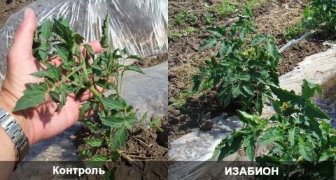 Свердловская область. ИЗАБИОН 2 л/га, однократная обработка после высадки рассады Свердловская область. ИЗАБИОН 2 л/га, однократная обработка после высадки рассады