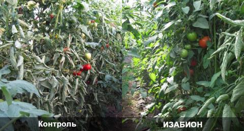 Ростовская область. ИЗАБИОН, двукратная обработка в дозировке 3 л/га путем внесения в систему капельного полива. Патоген — корневые бактерии Ростовская область. ИЗАБИОН, двукратная обработка в дозировке 3 л/га путем внесения в систему капельного полива. Патоген — корневые бактерии