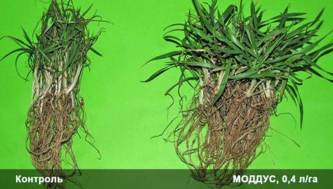 Осеннее применение препарата МОДДУС, КЭ (0,4 л/га) в фазу кущения озимой пшеницы. Краснодарский край, 2013 год. Осеннее применение препарата МОДДУС, КЭ (0,4 л/га) в фазу кущения озимой пшеницы. Краснодарский край, 2013 год.