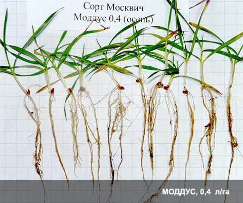 МОДДУС, 0,4 л/га МОДДУС, 0,4 л/га