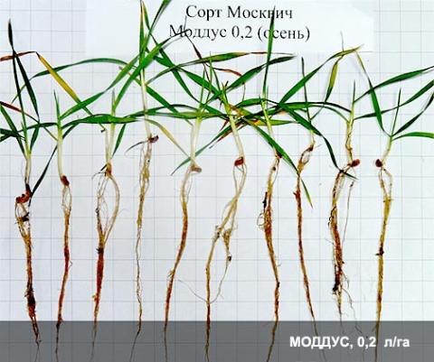 МОДДУС, 0,2 л/га МОДДУС, 0,2 л/га