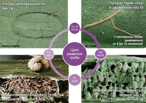 Цикл развития на озимой пшенице возбудителя септориоза (S. tritici) при благоприятных условиях Цикл развития на озимой пшенице возбудителя септориоза (S. tritici) при благоприятных условиях