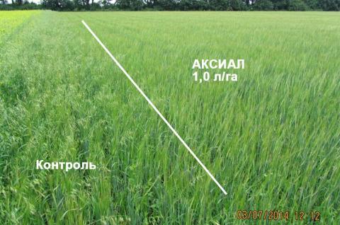 Эффективность препарата АКСИАЛ 1,0 л/га против овсюга пример эффективности АКСИАЛ