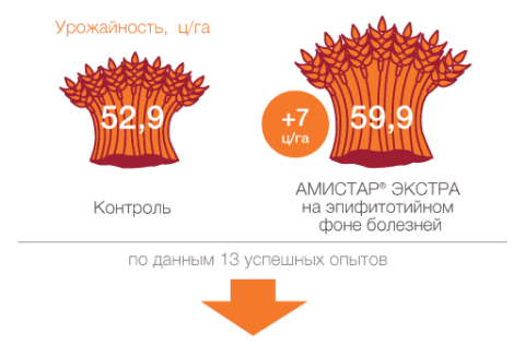На фоне сильного развития болезней АМИСТАР ЭКСТРА проявляет продолжительные профилактические свойства сравнение эффективности АМИСТАР ЭКСТРА и Контроль