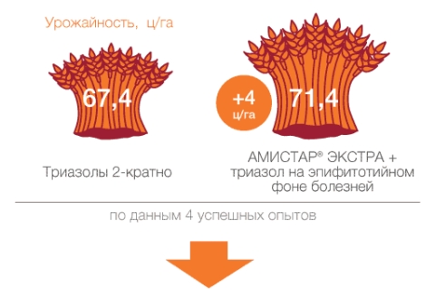 В системе 2-кратной фунгицидной защиты выбираем АМИСТАР ЭКСТРА для первой обработки сравнение эффективности АМИСТАР ЭКСТРА и Триазол 2-кратно