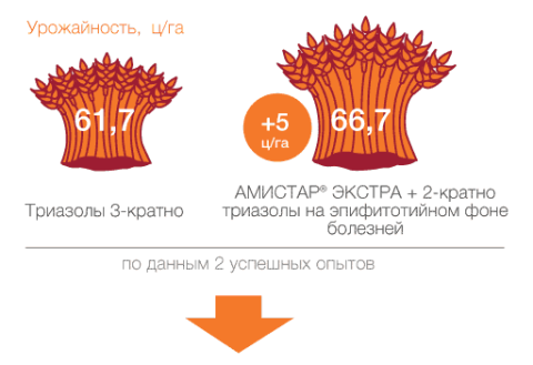 3-кратное применение триазолов по урожайности проигрывает АМИСТАР ЭКСТРА по управлению физиологией растения сравнение эффективности АМИСТАР ЭКСТРА и Триазол 3-кратно