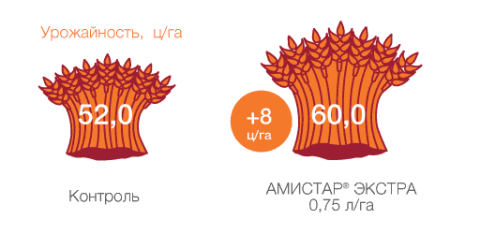 Озимая пшеница, Белгородская обл., 2015 г. результат применения АМИСТАР ЭКСТРА для озимой пшеницы